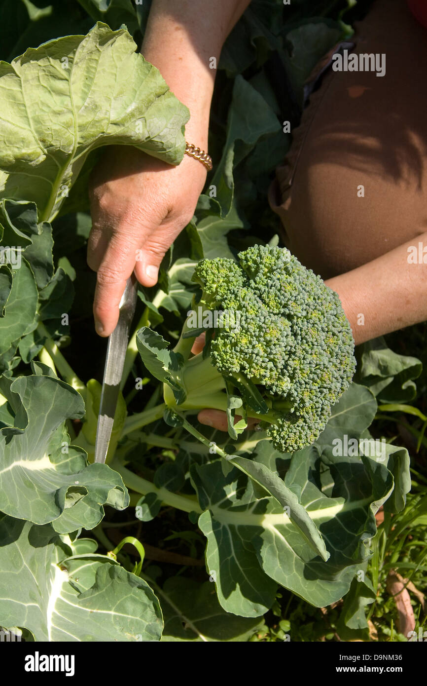 Harvesting broccoli from an organic home garden Stock Photo Alamy