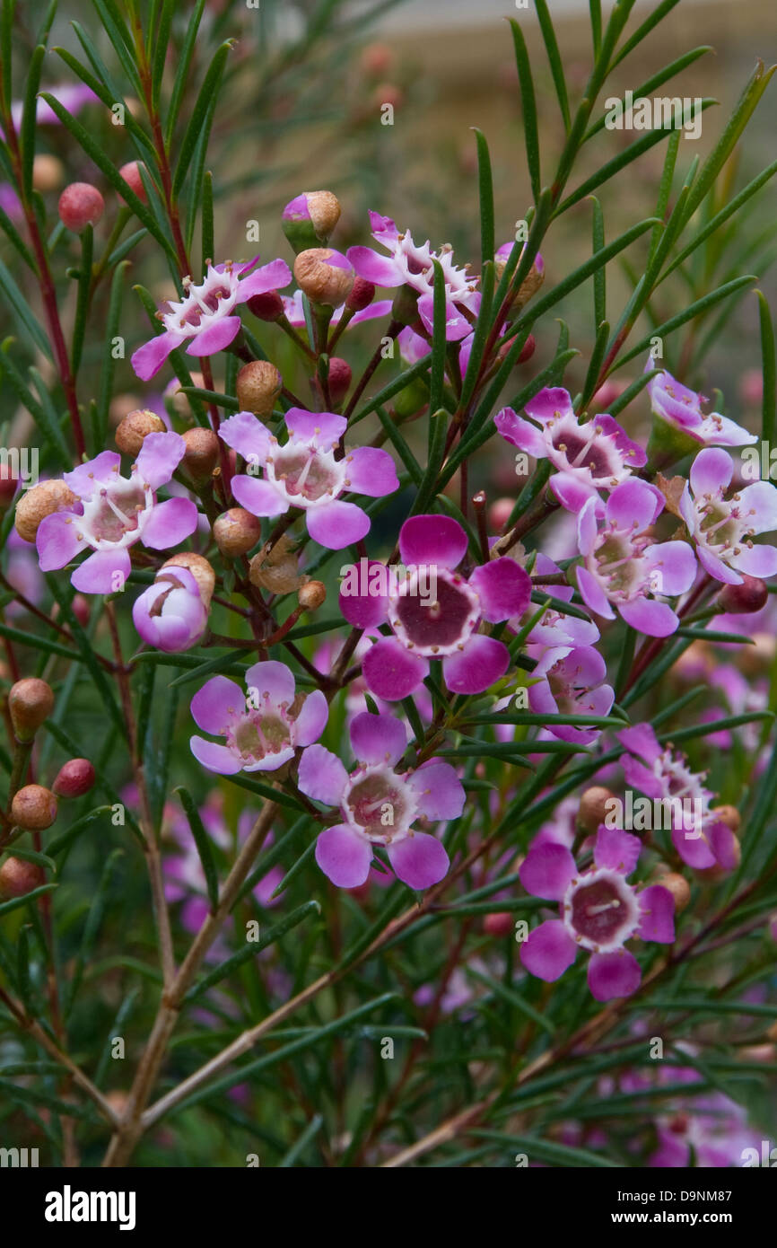 Waxflower hires stock photography and images Alamy