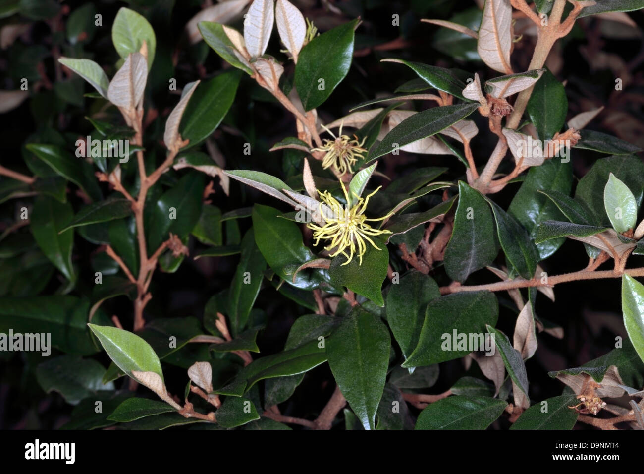 Close-up of flower of Natal Hazel/Underbush/Underwood/White hazel/White Witch-hazel- Trichocladus ellipticus- Family Hamamelidae Stock Photo