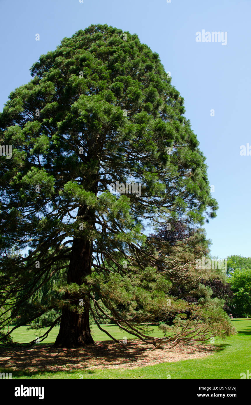 Rhode Island, Bristol. Historic Blithewold Mansion, Gardens & Arboretum ...