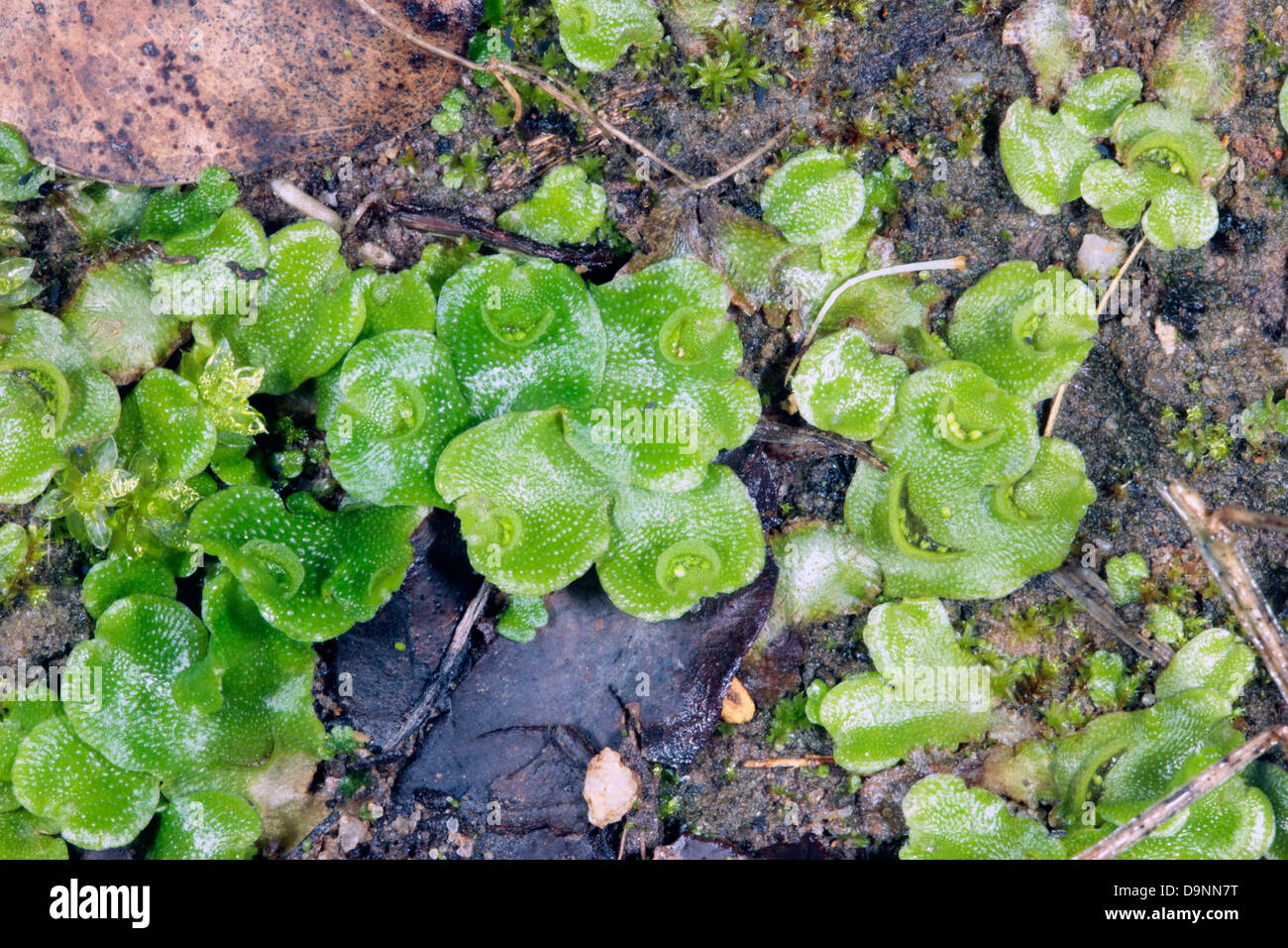 Close-up of Thallose Liverwort  showing crescent-shaped gemmae cups with gemmae inside- Lunularia cruciata Stock Photo