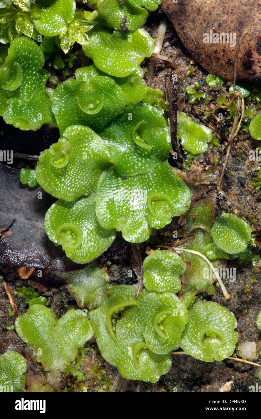 Close-up of Thallose Liverwort  showing crescent-shaped gemmae cups with gemmae inside- Lunularia cruciata Stock Photo