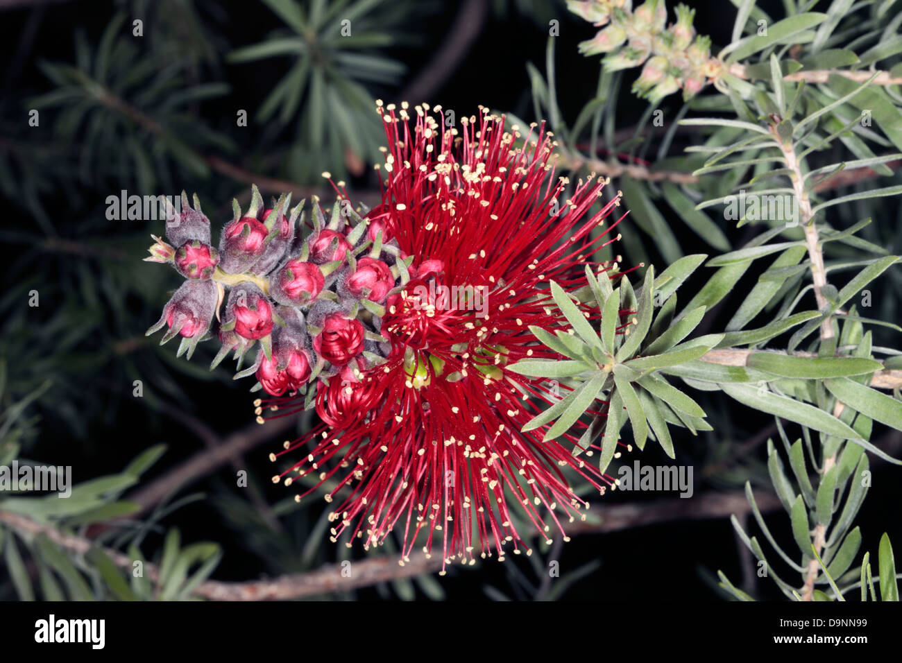 Close-up of Common Kunzea/ Tickbush/- Kunzea baxteri- Family Myrtaceae Stock Photo