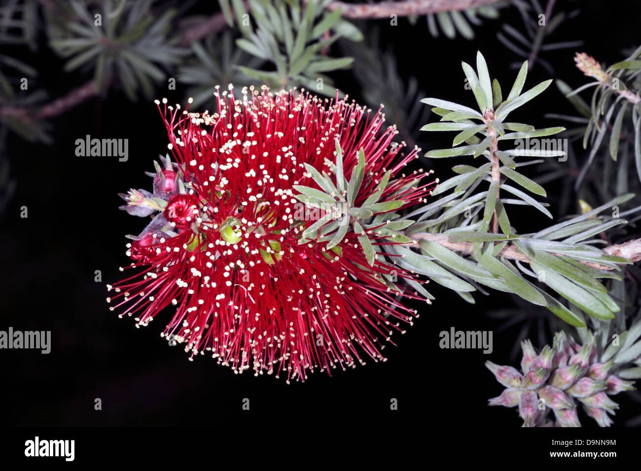 Close-up of Common Kunzea/ Tickbush/- Kunzea baxteri- Family Myrtaceae Stock Photo