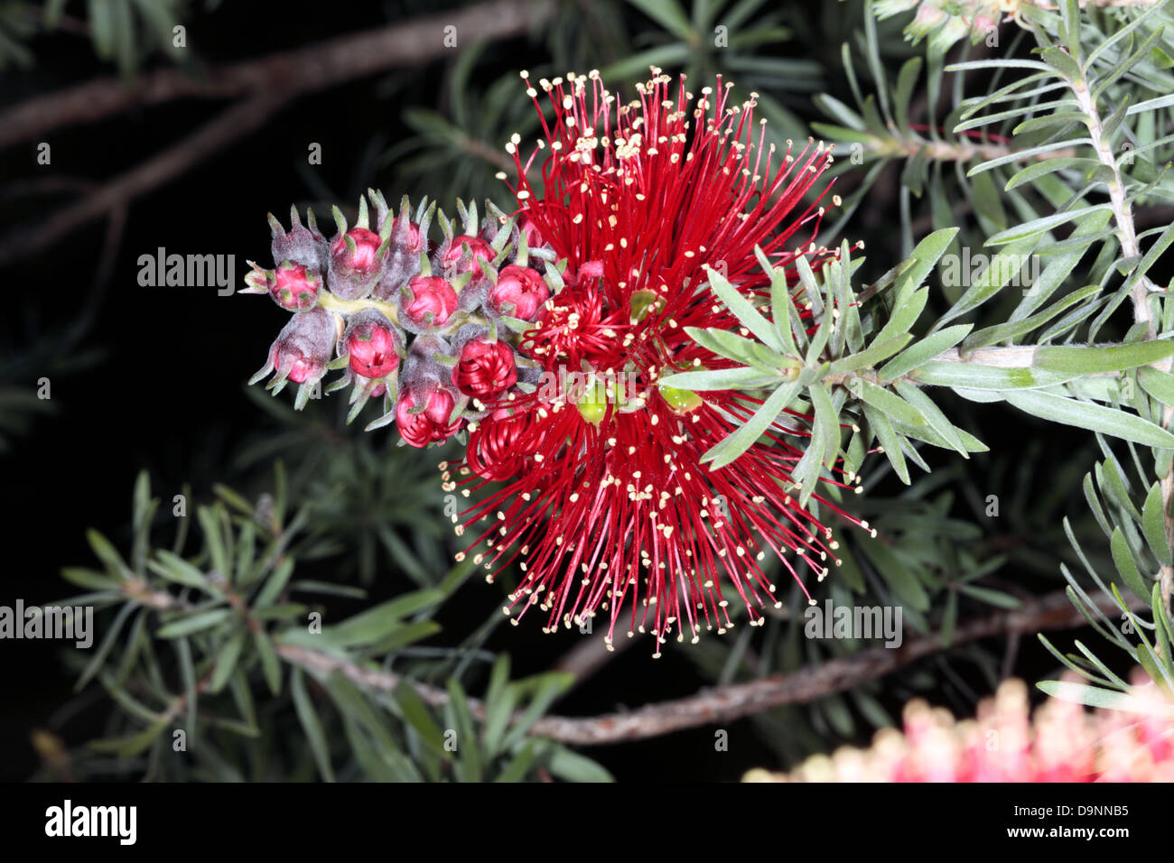 Close-up of Common Kunzea/ Tickbush/- showing flower details and buds- Kunzea baxteri- Family Myrtaceae Stock Photo