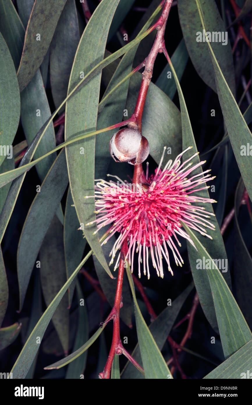 Close-up of Pincushion Hakea/ Emy Bush/ Kodjet- Hakea laurina- Family Proteaceae Stock Photo