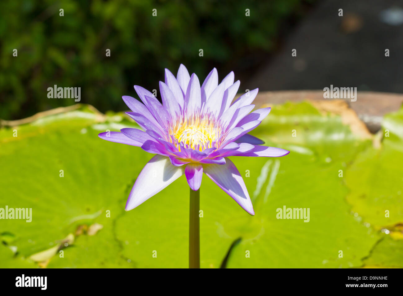 Purple water lily with bees inside Stock Photo - Alamy