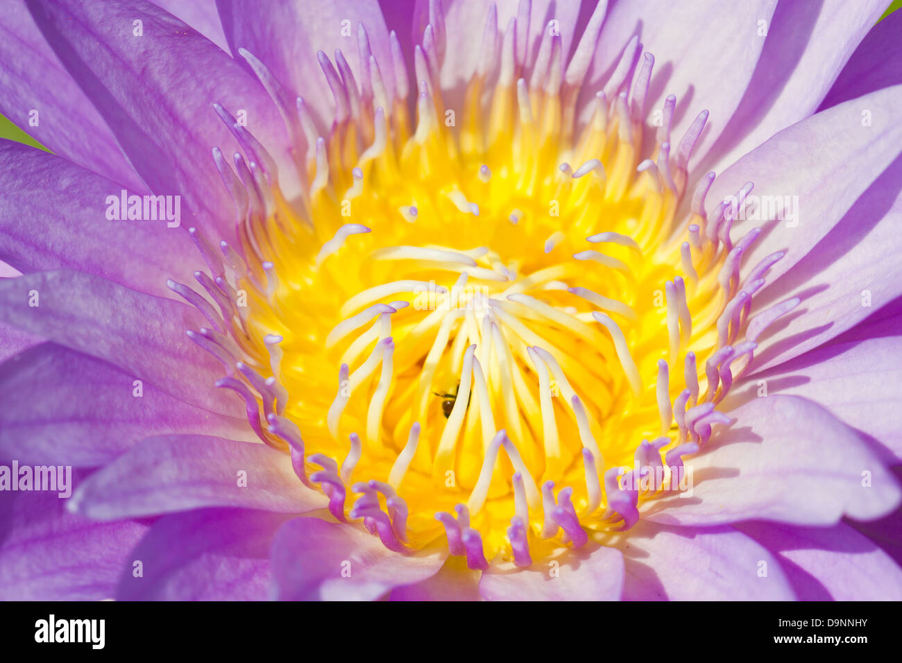 Close up purple water lily with bees inside Stock Photo - Alamy