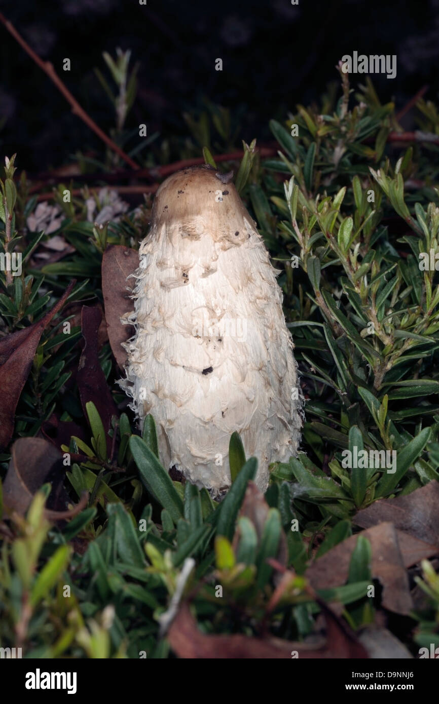 Shaggy Cap/Shaggy Ink Cap/Lawyer's Wig/Shaggy Mane fungus- Coprinellus comatus- [Formerly Coprinus comatus]- Family Agaricaceae Stock Photo