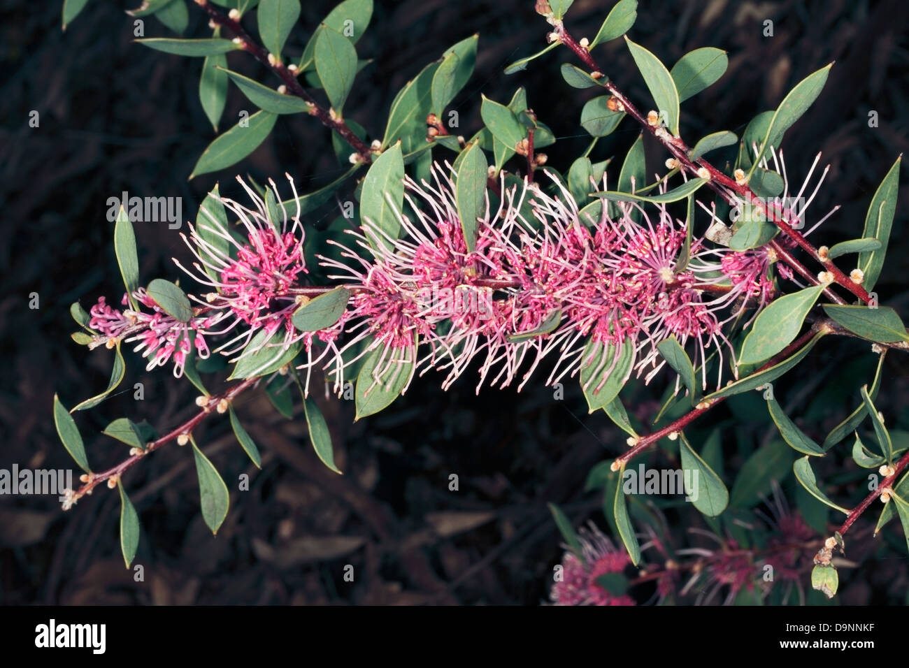Burrendong Beauty/ Hakea hybrid- Hakea myrtoides x Hakea petiolaris -Family Proteaceae Stock Photo