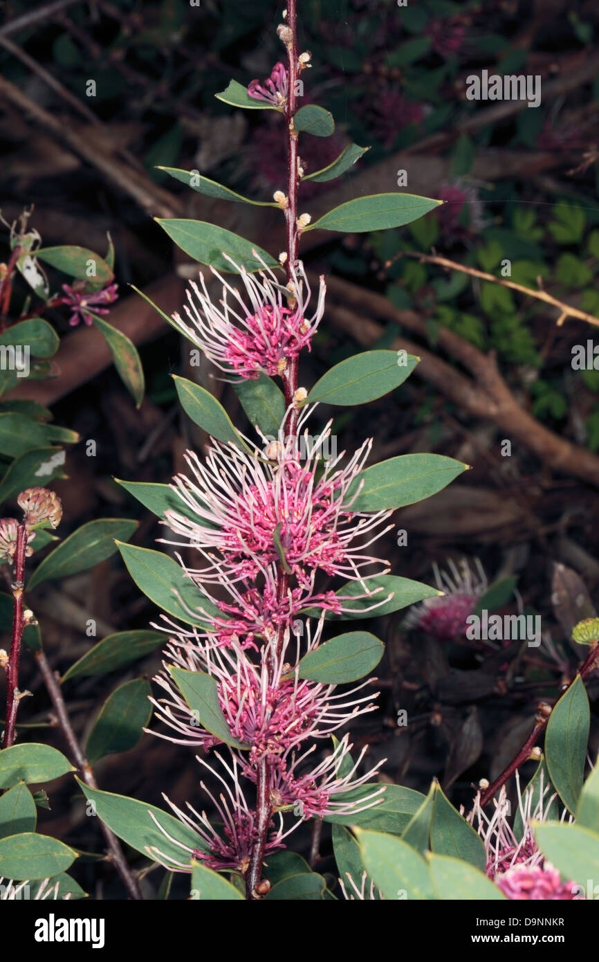 Burrendong Beauty/ Hakea hybrid- Hakea myrtoides x Hakea petiolaris -Family Proteaceae Stock Photo