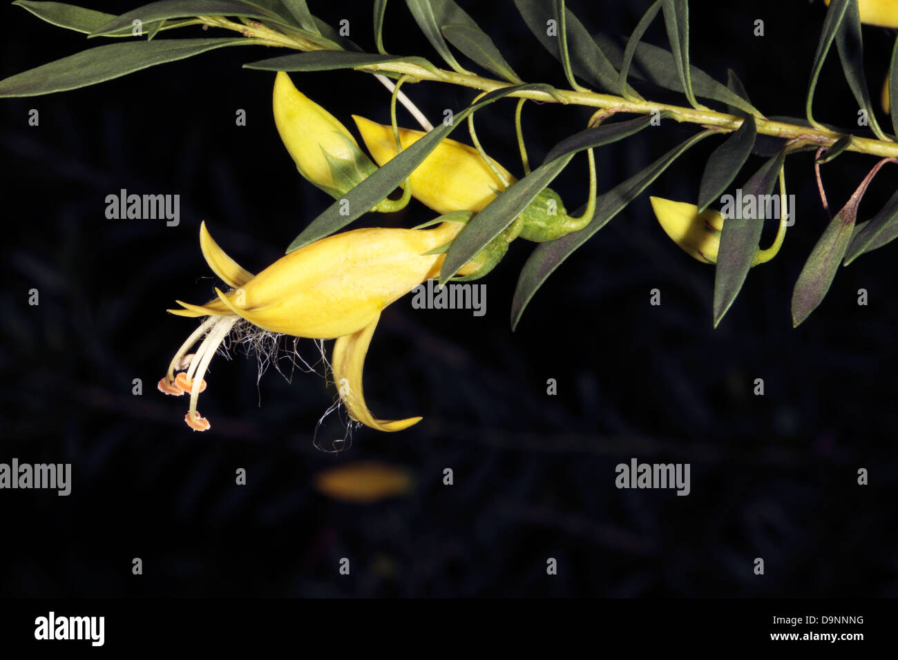 Emu bush hires stock photography and images Alamy