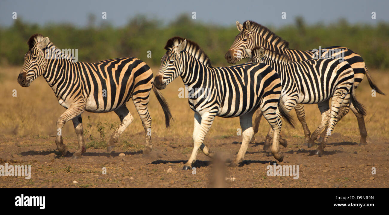 zebra running at waterhole in kruger national park Stock Photo