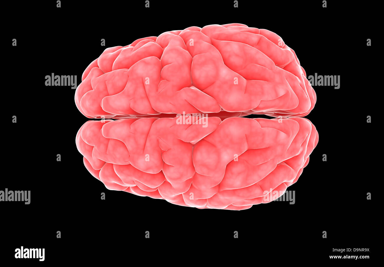 Human brain nervous system hi-res stock photography and images - Alamy