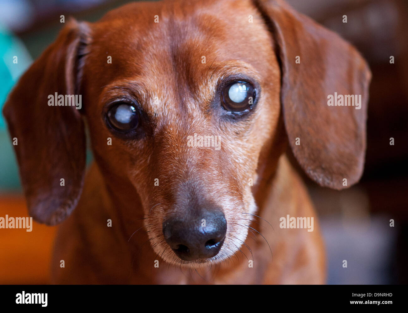 Blind dog Stock Photo