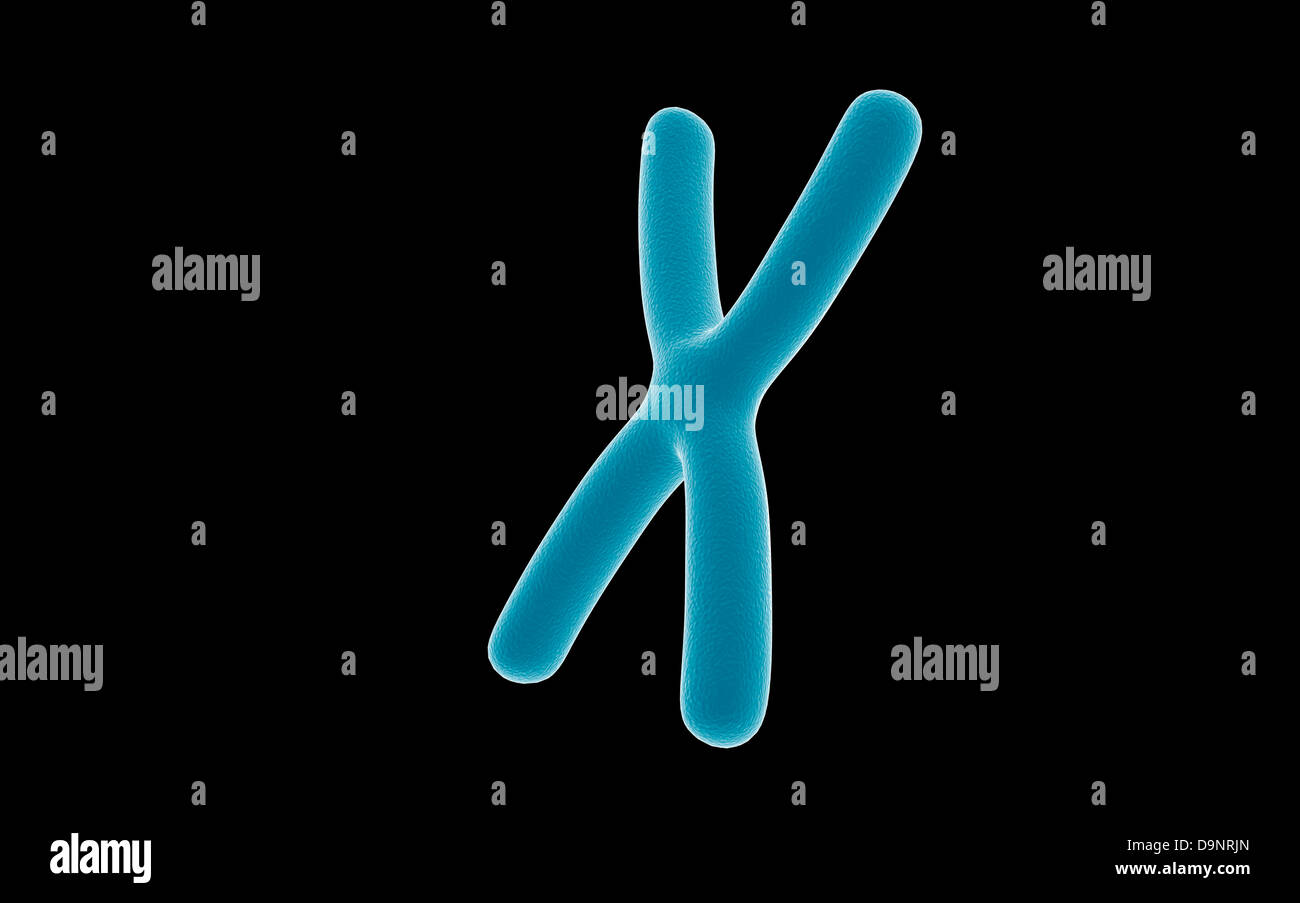 Centromere hi-res stock photography and images - Alamy