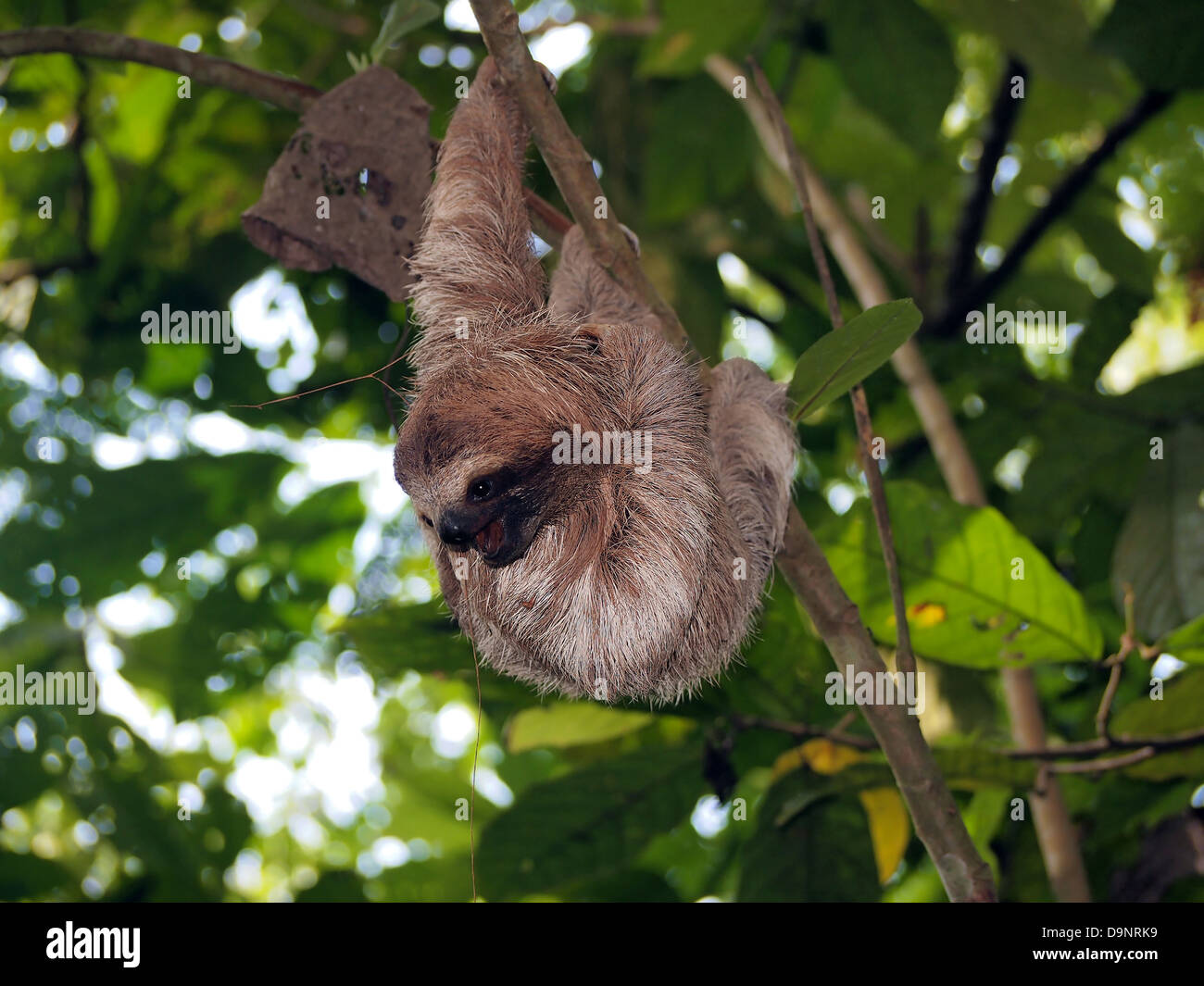 Young brown-throated sloth hanging from a branch in the jungle Stock Photo