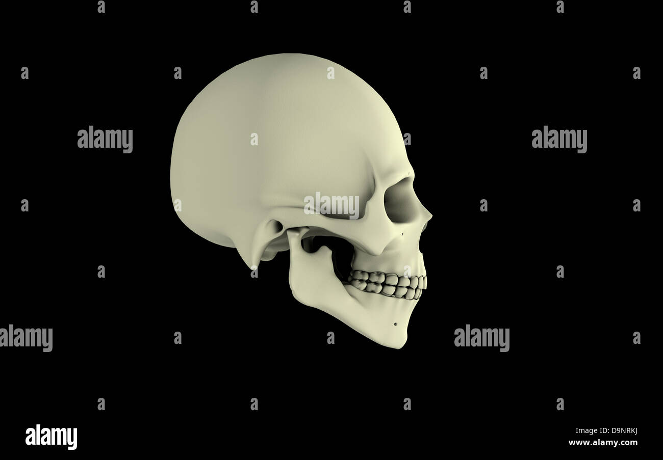 Side view of human skull. Stock Photo