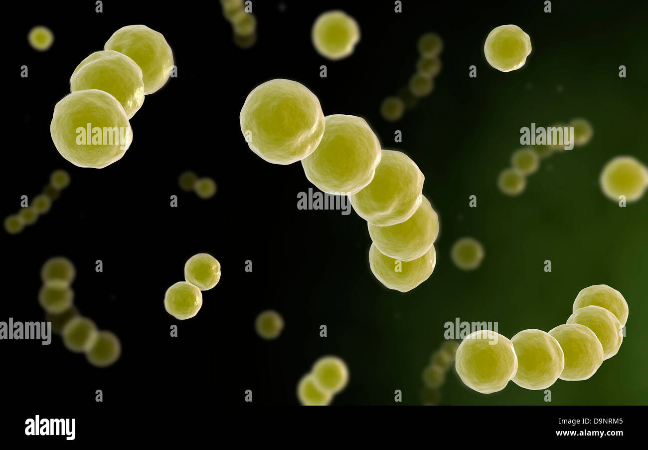 Microscopic view of streptococcus. Stock Photo