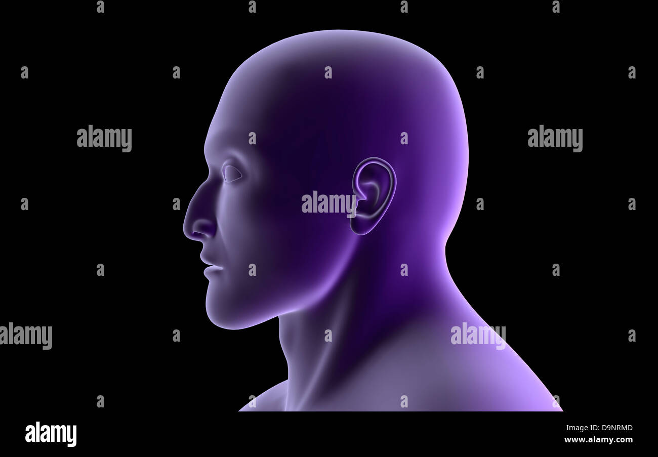 X-ray view of human face, profile view. Stock Photo