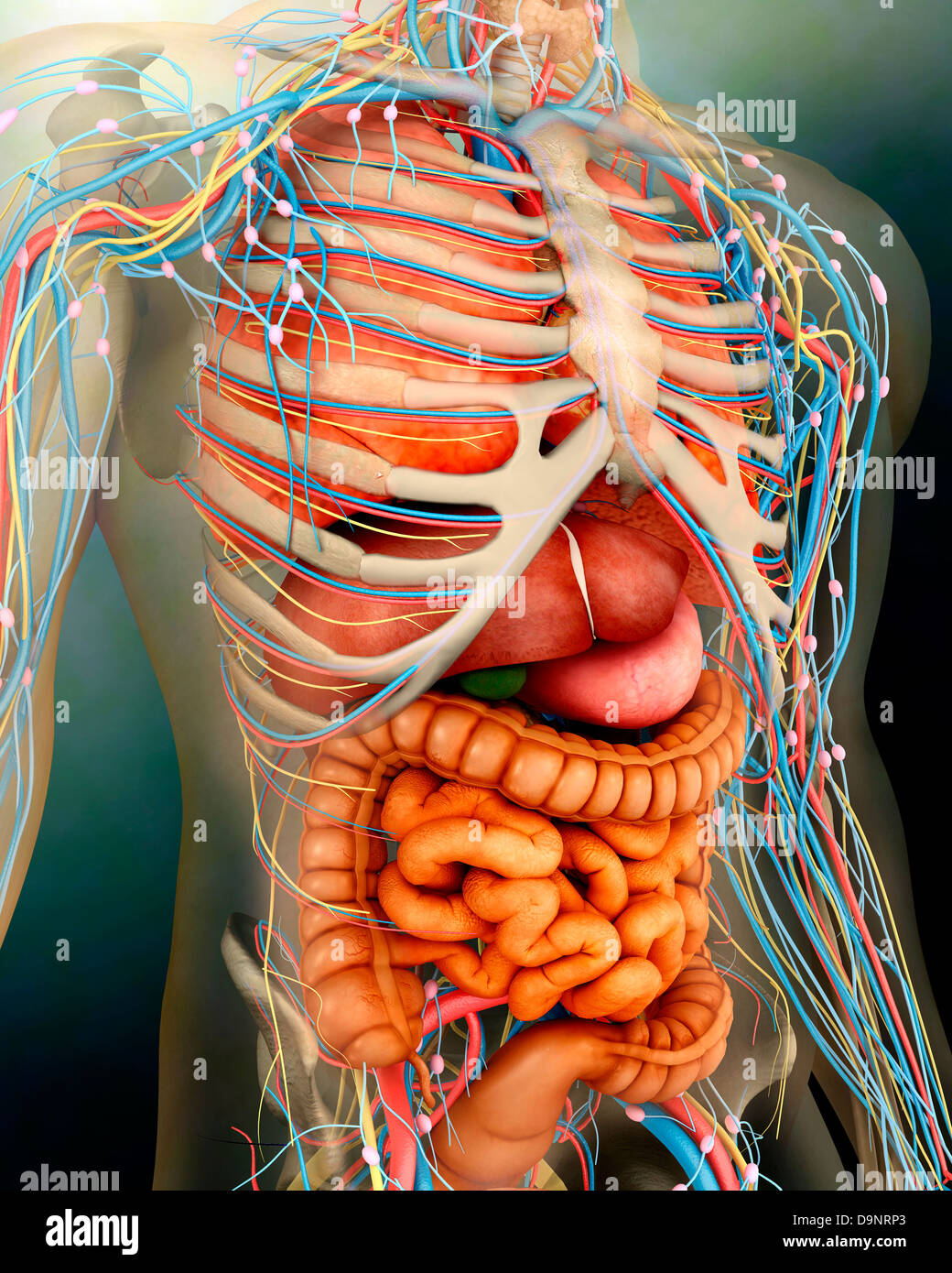 Perspective view of human body, whole organs and bones ...