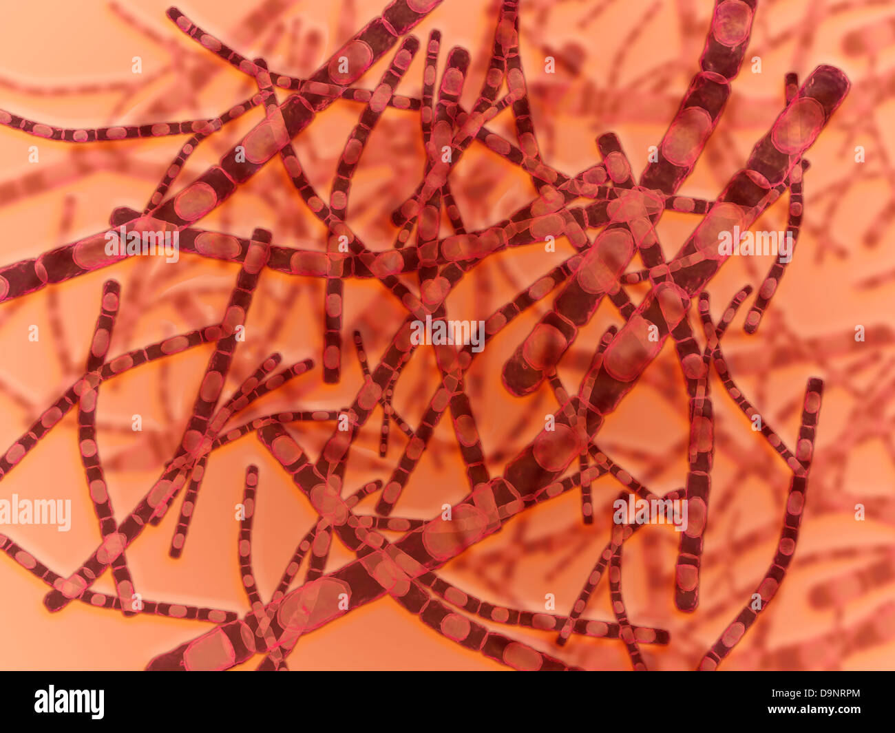 Microscopic view of Anthrax Stock Photo