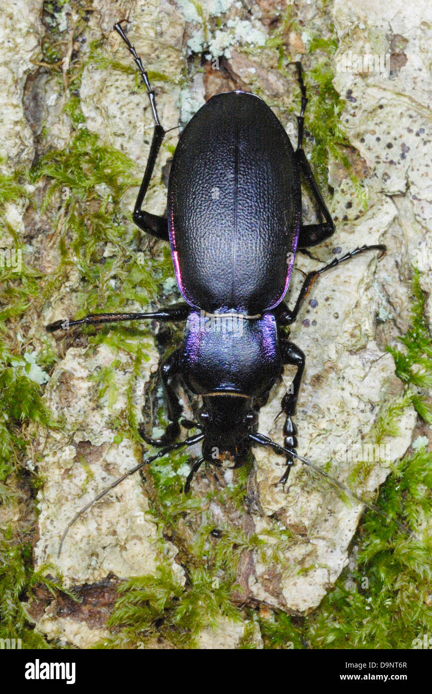 Violet Ground Beetle (Carabus violaceus) in ancient woodland, UK Stock Photo