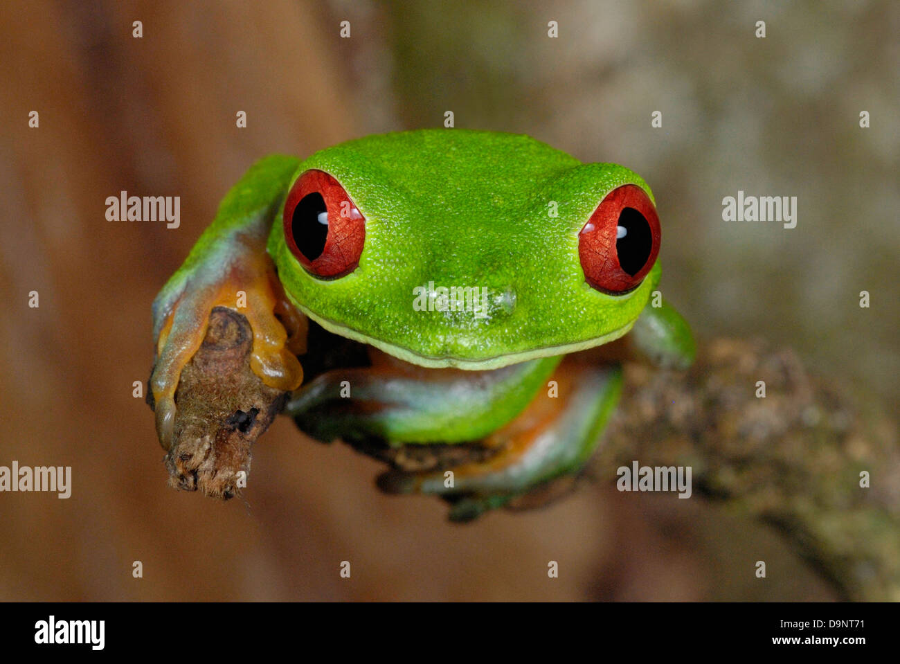 Red-eyed Treefrog (Agalychnis callidryas) in Costa Rica rainforest Stock Photo