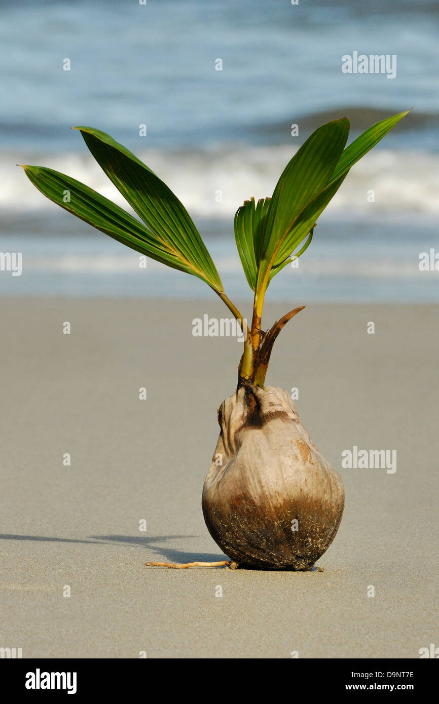 Coconut (Cocos nucifera) sprouting on a Costa Rica beach Stock Photo