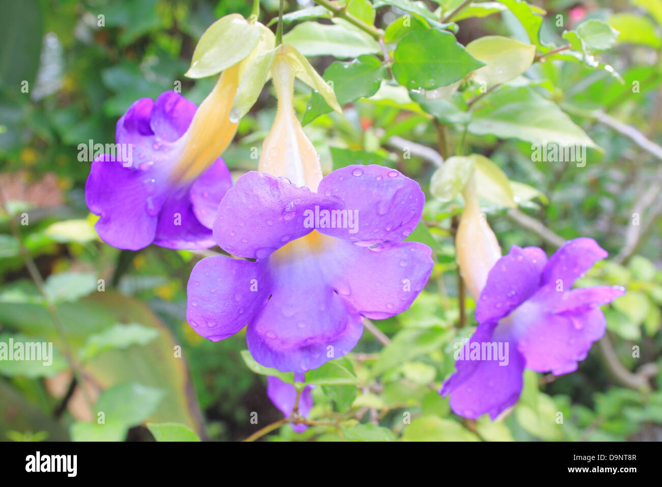 close up thunbergia against leaves Stock Photo