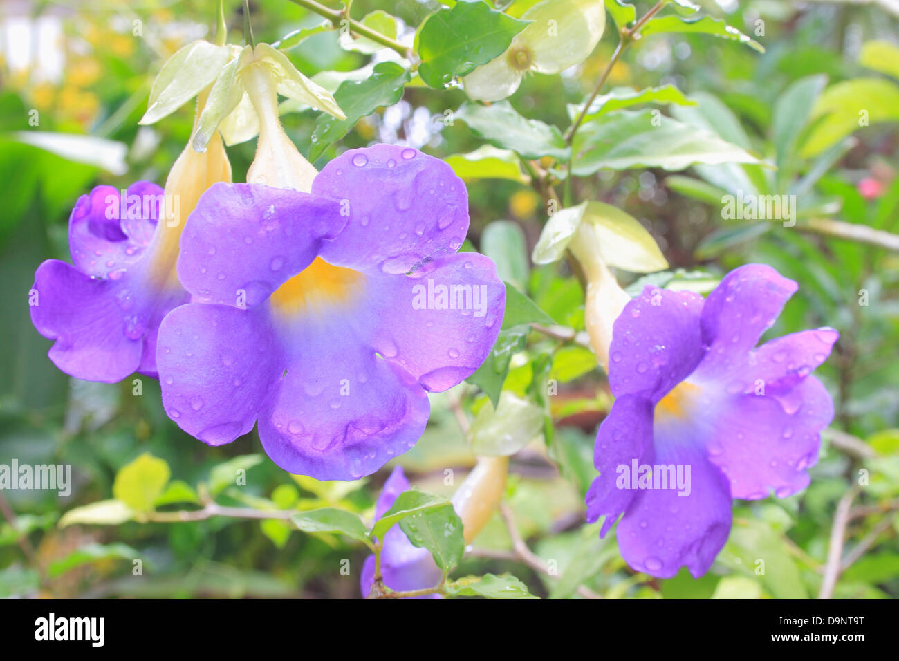 close up thunbergia against leaves Stock Photo