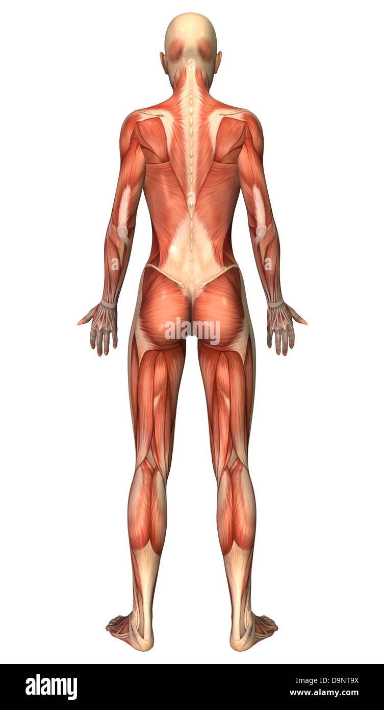 Female muscular system, back view. Stock Photo