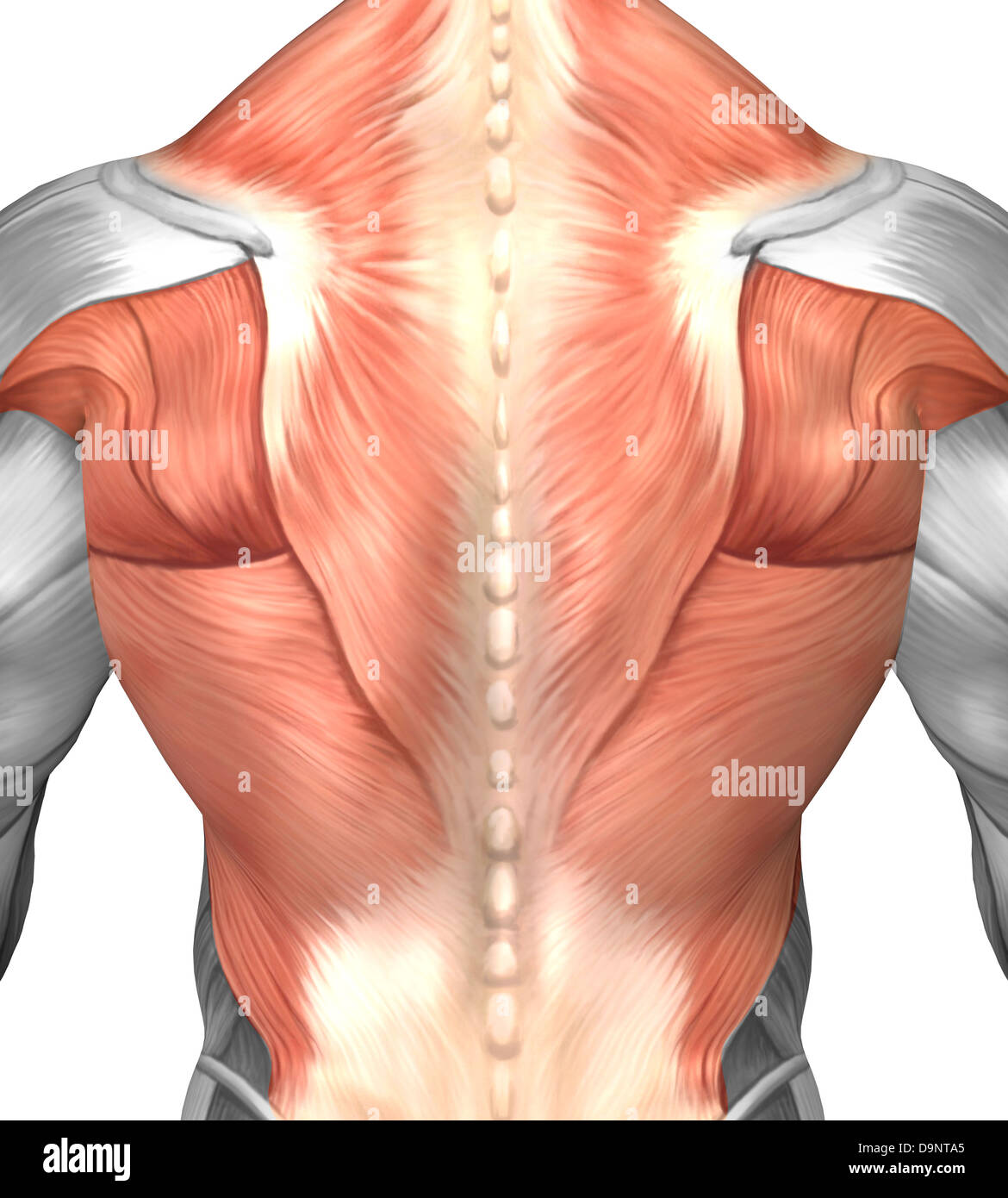 Male Muscle Anatomy Of The Human Back Stock Photo Alamy