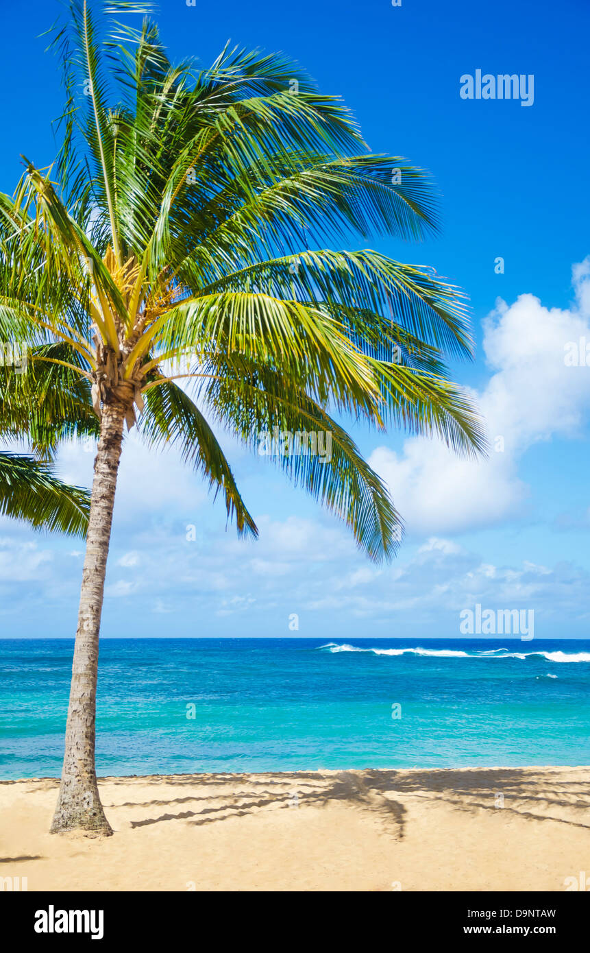 Coconut Palm tree on the sandy Poipu beach in Hawaii, Kauai Stock Photo Alamy