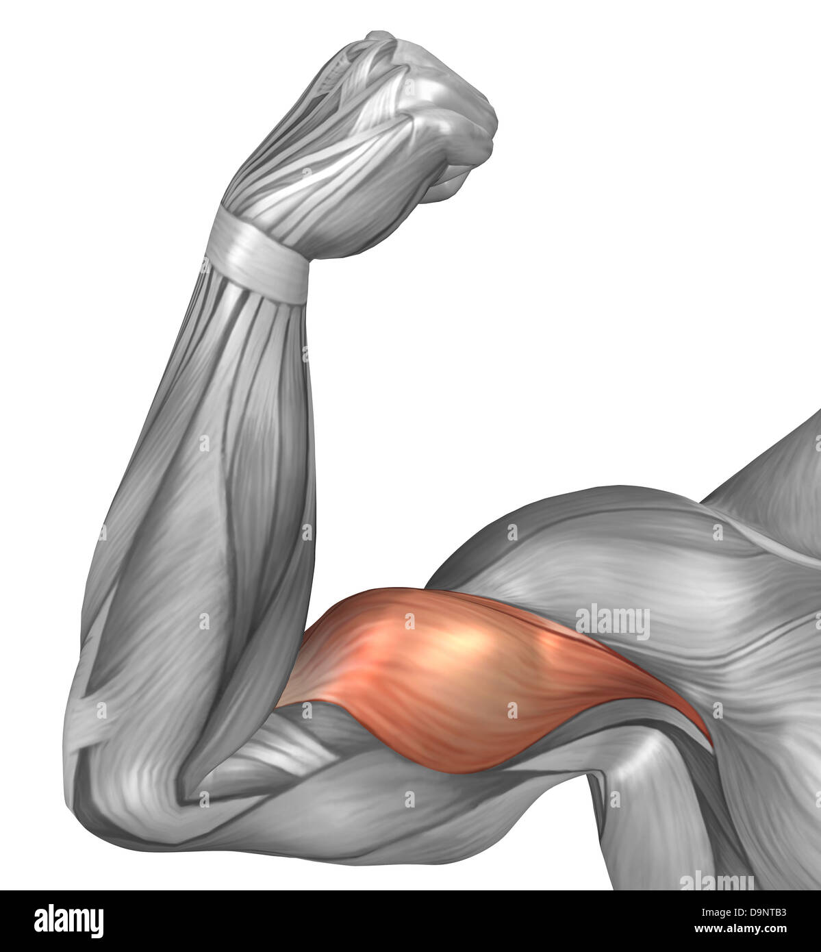Illustration of a flexed arm showing bicep muscle. Stock Photo