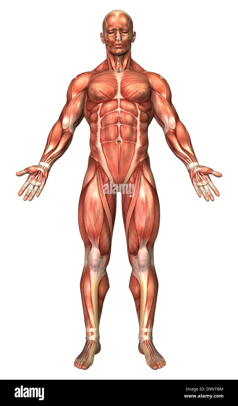 Anatomy of male muscular system, front view. Stock Photo