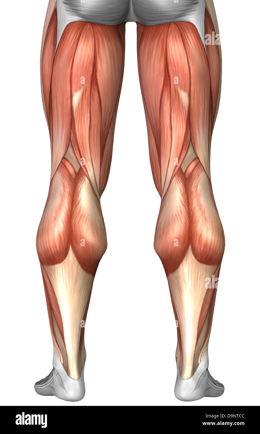 Diagram illustrating muscle groups on back of human legs. Stock Photo
