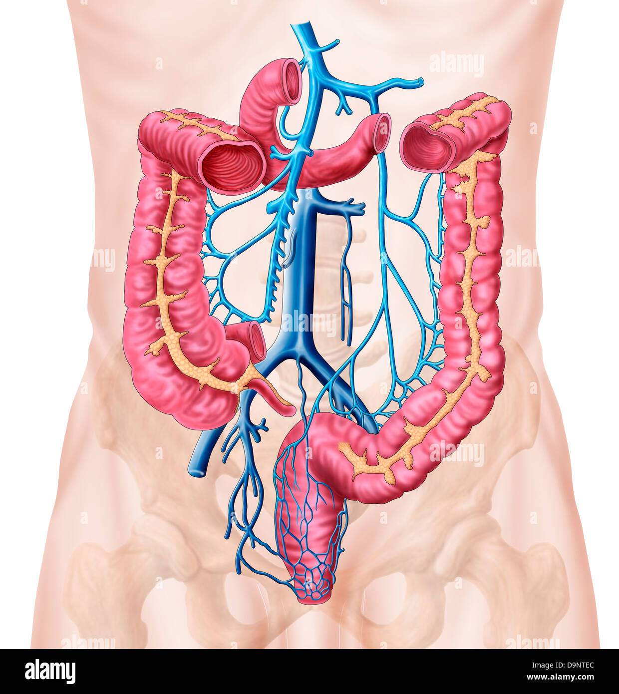 Anatomy of human abdominal vein system. Stock Photo