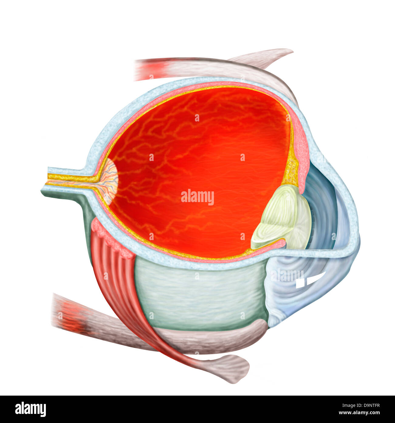 Cross section of human eye. Stock Photo