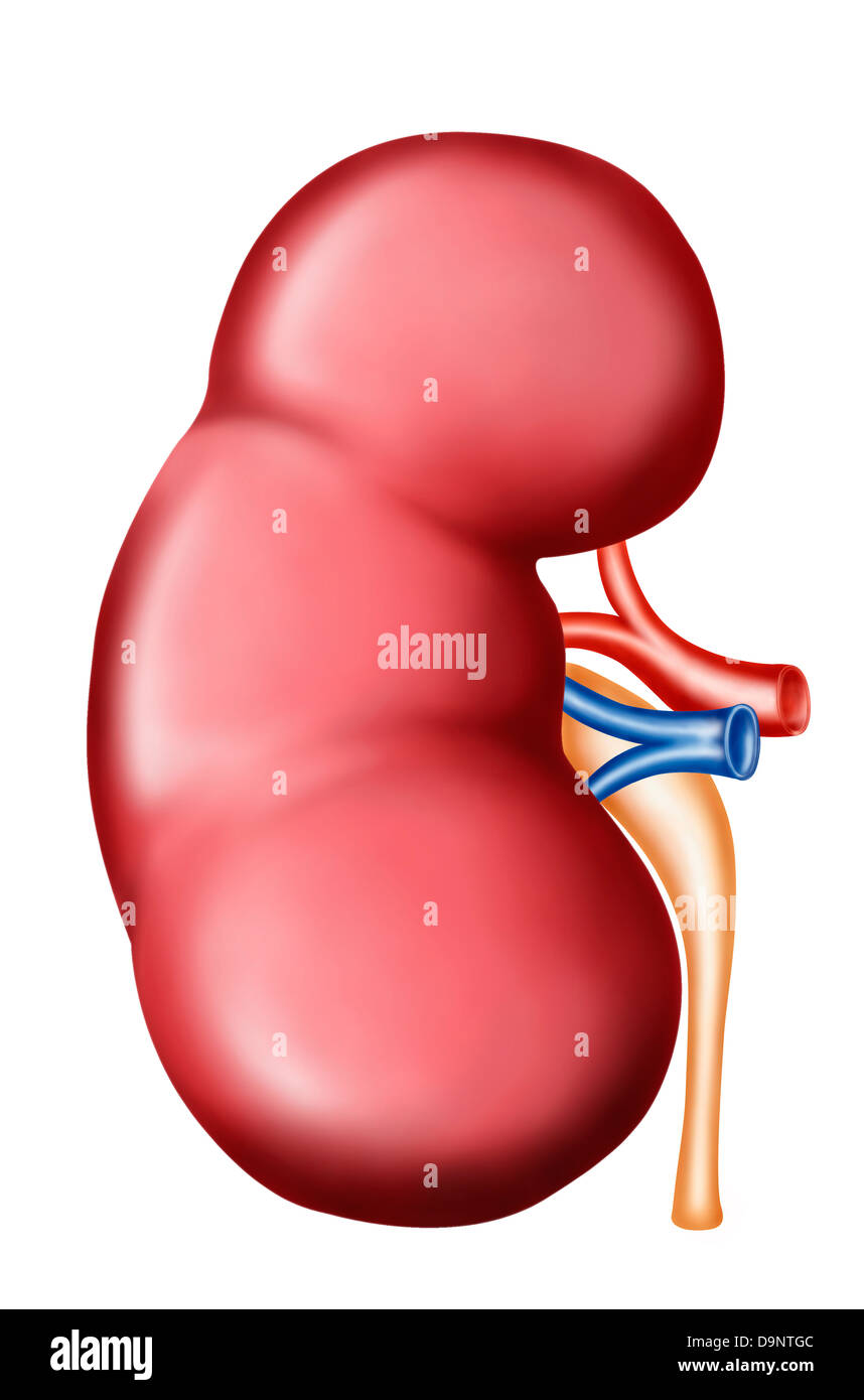 Anatomy of human kidney. Stock Photo