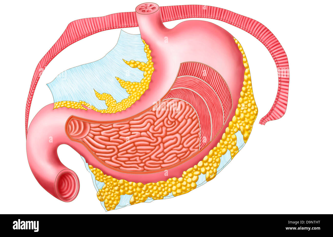 Anatomy of the human stomach. Stock Photo