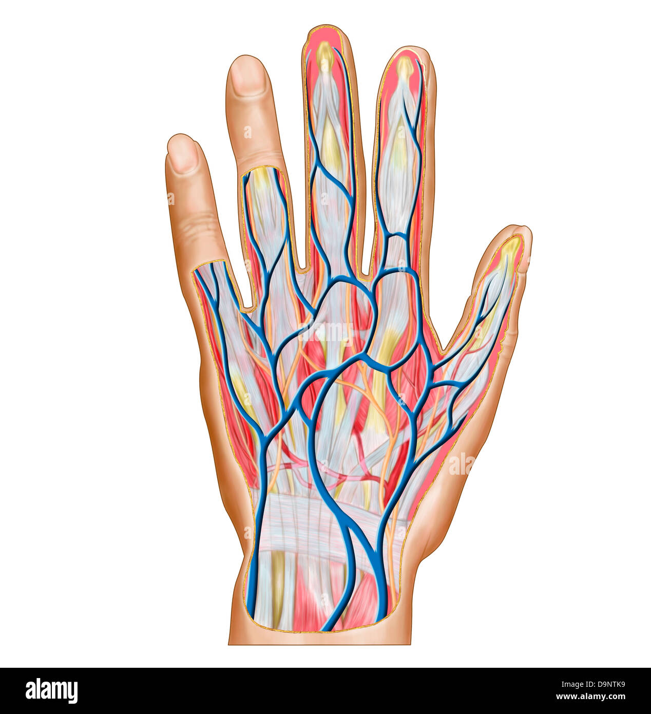 Anatomy of back of human hand. Stock Photo