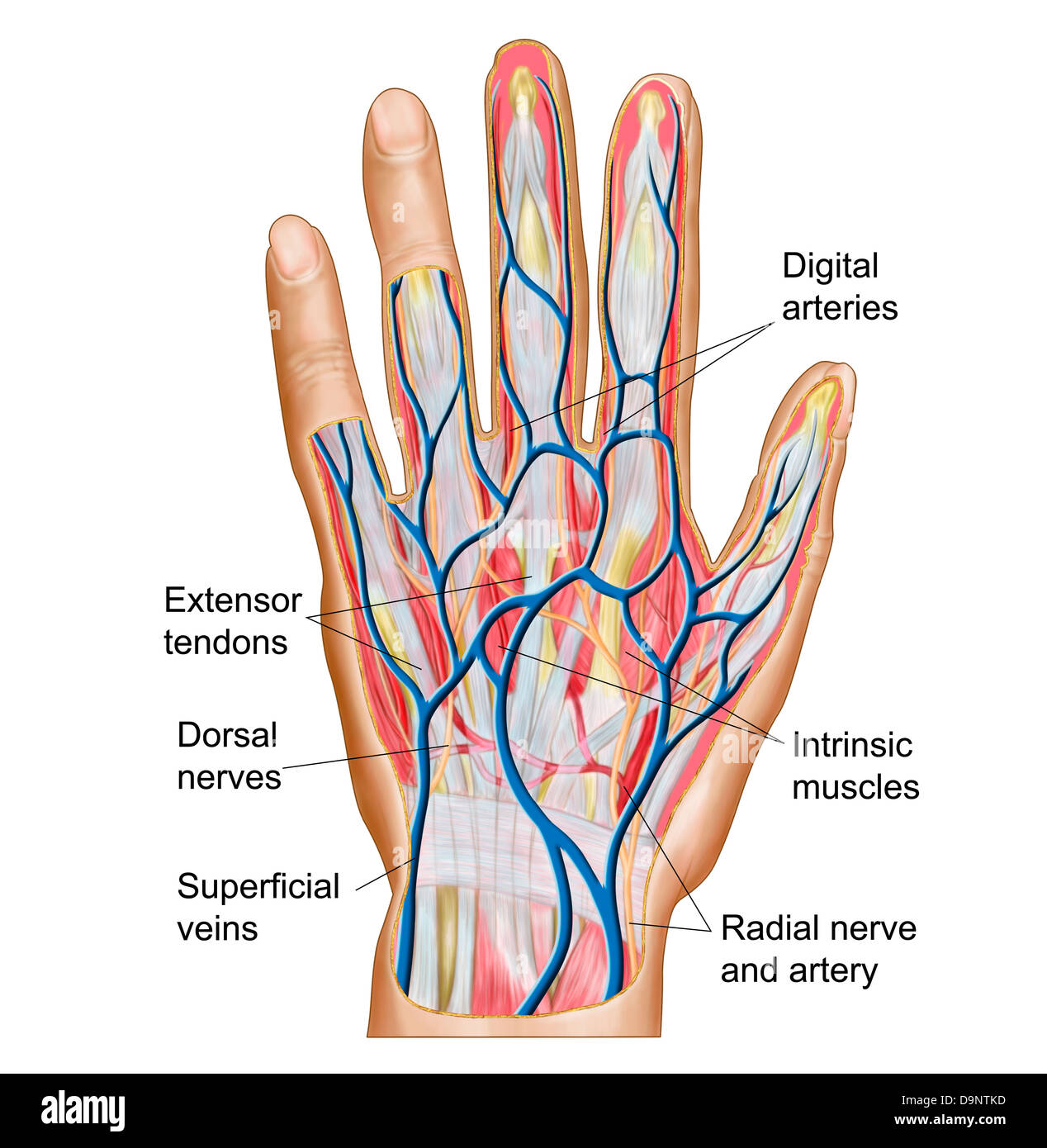 Anatomy of back of human hand. Stock Photo