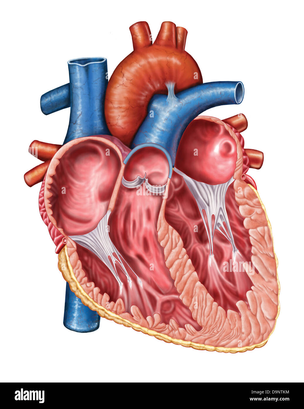 Diagram Human Heart Stock Photos Diagram Human Heart Stock