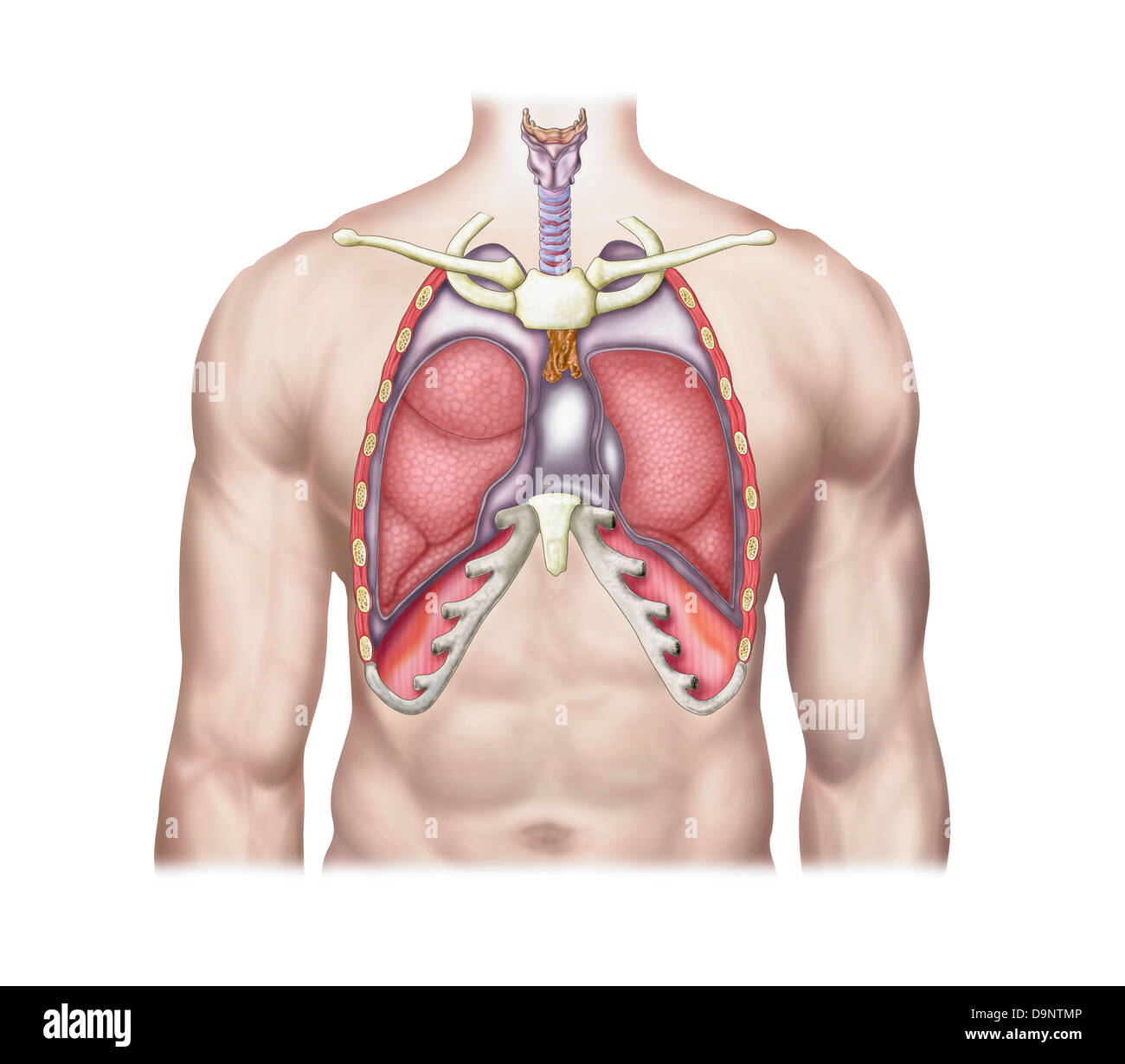 Anatomy of human lungs in situ. Stock Photo
