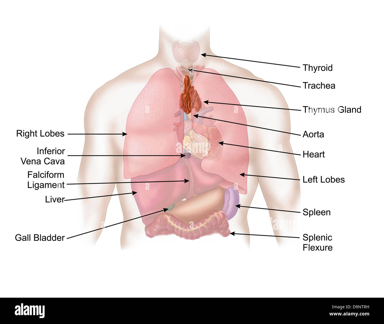 Medical illustration of human respiratory and digestive system. Stock Photo