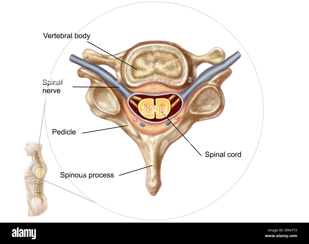 Anatomy of human vertebra. Stock Photo