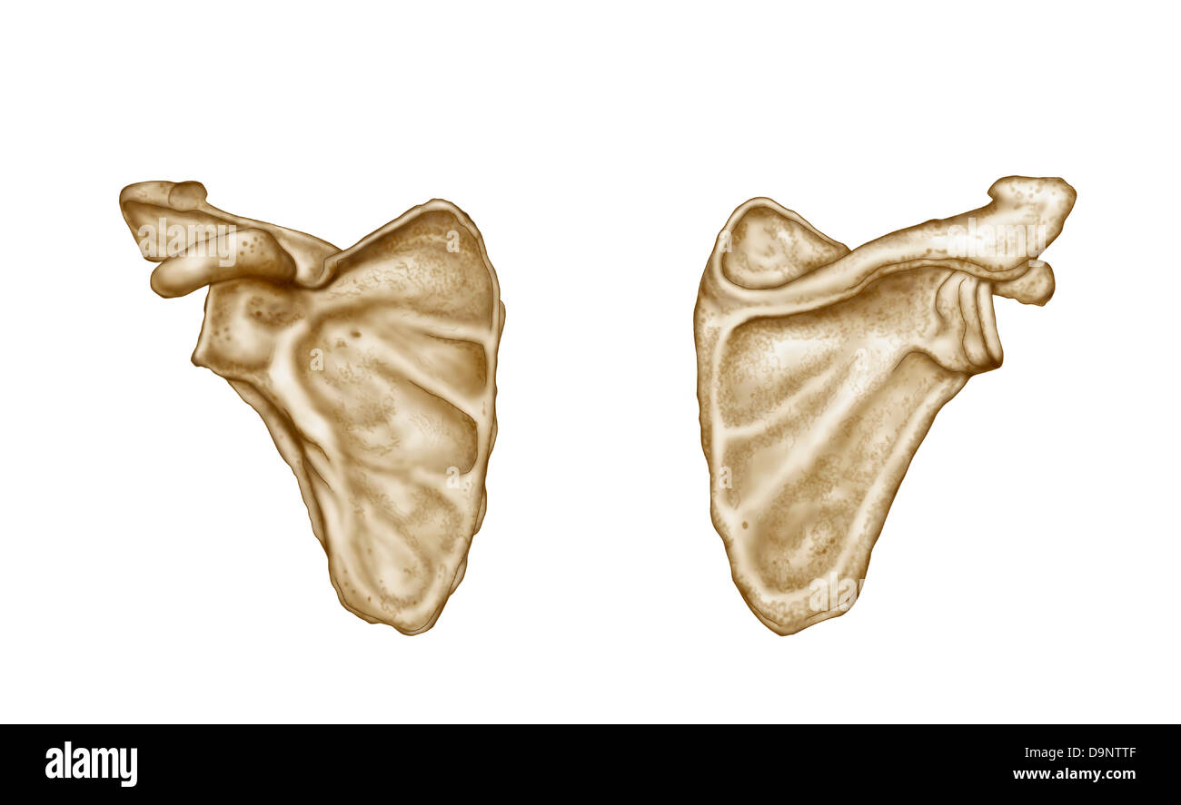 Medical illustration of human scapula bone. Stock Photo
