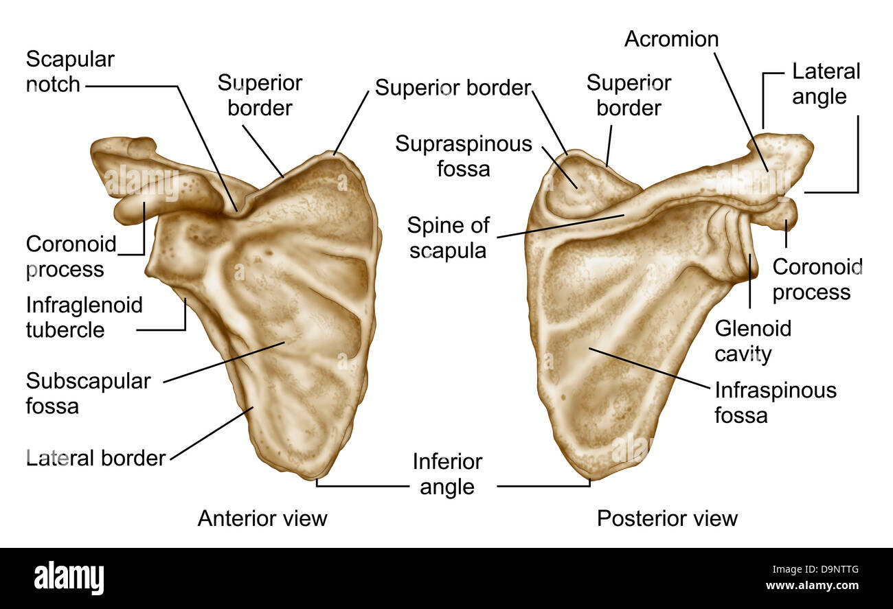 Medical illustration of human scapula bone. Stock Photo