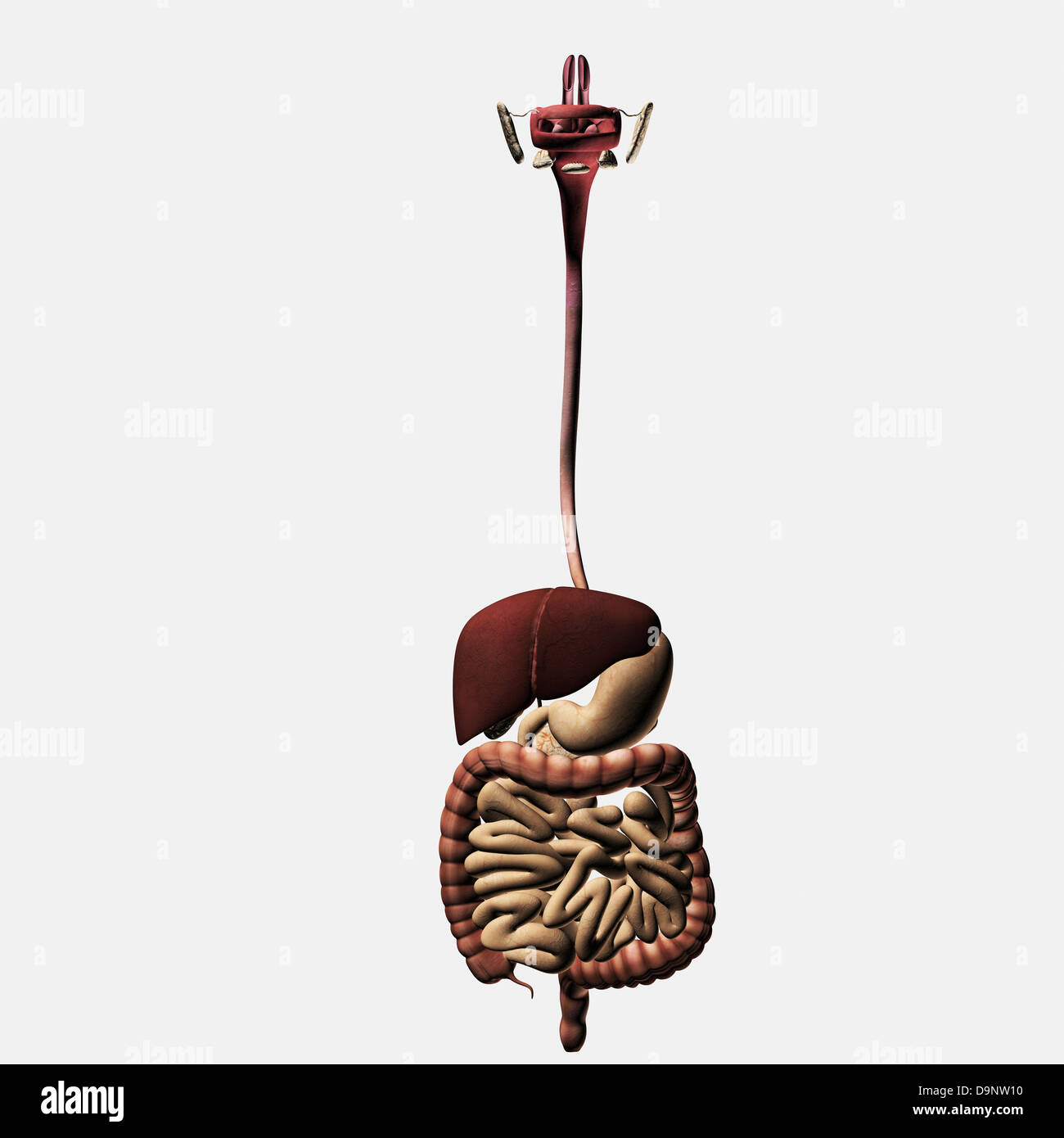 Medical illustration of the human digestive system; oral cavity, esophagus, liver, stomach, large intestine, small intestine. Stock Photo